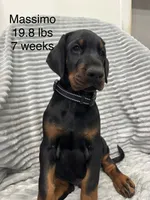 Massimo , a male Doberman Pinscher for sale in Mount Vernon, NY – 4 of 5