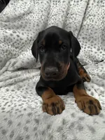 Maia, a female Doberman Pinscher for sale in Mount Vernon, NY – 5 of 7