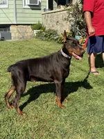 Princess Octavia DiAltobello , a female Doberman Pinscher for sale in Mount Vernon, NY – Photo 8 of 8