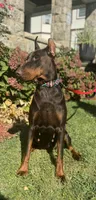 Princess Octavia DiAltobello , a female Doberman Pinscher for sale in Mount Vernon, NY – Photo 7 of 8