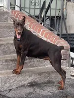 Princess Octavia DiAltobello , a female Doberman Pinscher for sale in Mount Vernon, NY – Photo 2 of 8