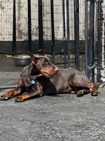 Princess Octavia DiAltobello , a female Doberman Pinscher for sale in Mount Vernon, NY – Photo 4 of 8