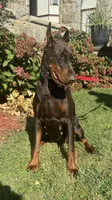Princess Octavia DiAltobello , a female Doberman Pinscher for sale in Mount Vernon, NY – Photo 1 of 8
