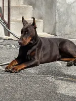 Princess Octavia DiAltobello , a female Doberman Pinscher for sale in Mount Vernon, NY – Photo 5 of 8