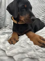 Maribel, a female Doberman Pinscher for sale in Mount Vernon, NY – 5 of 8