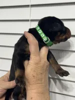 Madonna, a female Doberman Pinscher for sale in Mount Vernon, NY – 5 of 7