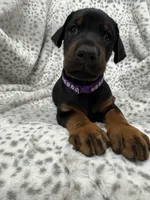 Midnight , a female Doberman Pinscher for sale in Mount Vernon, NY – 4 of 7