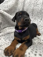 Midnight , a female Doberman Pinscher for sale in Mount Vernon, NY – 5 of 7