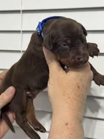 Malaphar , a male Doberman Pinscher for sale in Mount Vernon, NY – 5 of 6
