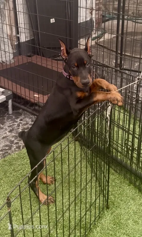 Midnight  – Doberman Pinscher puppy for sale in Mount Vernon, NY