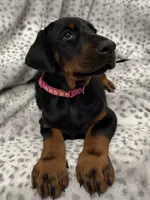 Maia, a female Doberman Pinscher for sale in Mount Vernon, NY – 6 of 7