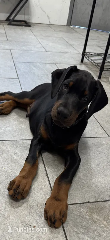 Massimo  – Doberman Pinscher puppy for sale in Mount Vernon, NY