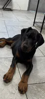 Massimo , a male Doberman Pinscher for sale in Mount Vernon, NY – 1 of 5