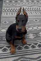 Maribel, a female Doberman Pinscher for sale in Mount Vernon, NY – 2 of 8