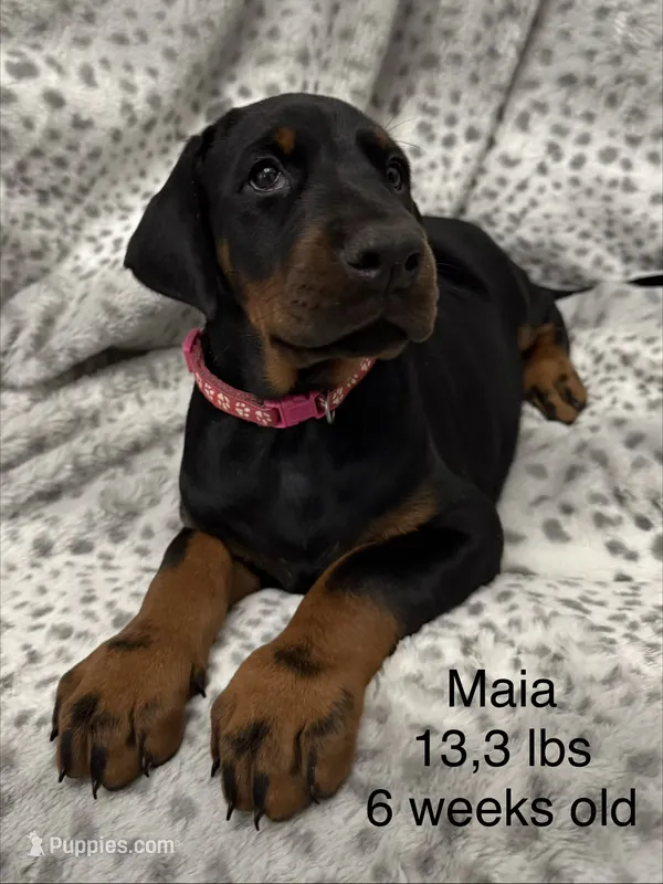 Maia – Doberman Pinscher puppy for sale in Mount Vernon, NY