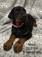 Maia, a female Doberman Pinscher for sale in Mount Vernon, NY – 1 of 7