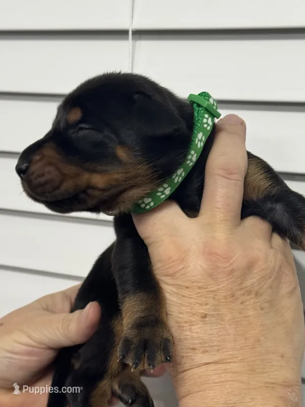 Madonna, a female Doberman Pinscher for sale in Mount Vernon, NY – 1 of 7