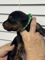 Madonna, a female Doberman Pinscher for sale in Mount Vernon, NY – 1 of 7