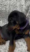 Midnight , a female Doberman Pinscher for sale in Mount Vernon, NY – 2 of 7