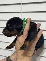 Madonna, a female Doberman Pinscher for sale in Mount Vernon, NY – 4 of 7