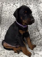 Midnight , a female Doberman Pinscher for sale in Mount Vernon, NY – 3 of 7
