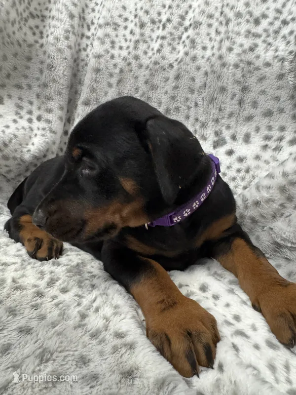 Midnight  – Doberman Pinscher puppy for sale in Mount Vernon, NY
