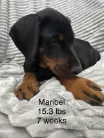 Maribel, a female Doberman Pinscher for sale in Mount Vernon, NY – 3 of 8