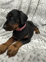 Maia, a female Doberman Pinscher for sale in Mount Vernon, NY – 7 of 7