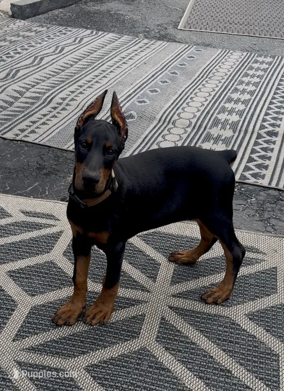 Maribel – Doberman Pinscher puppy for sale in Mount Vernon, NY