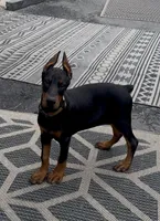 Maribel, a female Doberman Pinscher for sale in Mount Vernon, NY – 1 of 8