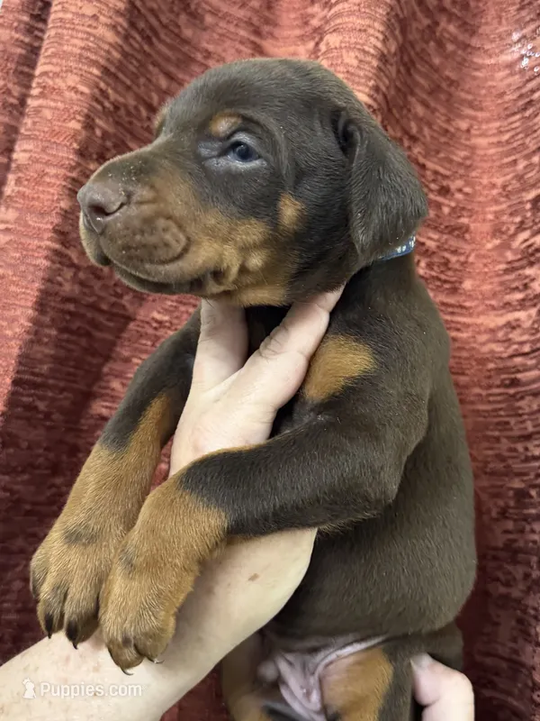 Malaphar  – Doberman Pinscher puppy for sale in Mount Vernon, NY