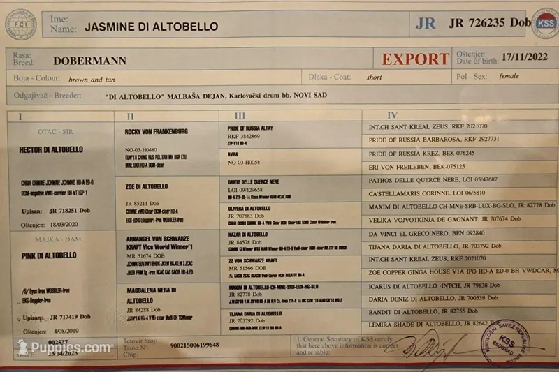 Akasha , a  Doberman Pinscher for sale in Mount Vernon, NY – Photo 1 of 1