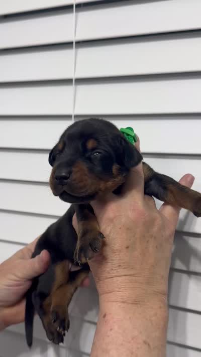 Madonna, a female Doberman Pinscher for sale in Mount Vernon, NY – 7 of 7