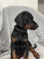 Massimo , a male Doberman Pinscher for sale in Mount Vernon, NY – 5 of 5