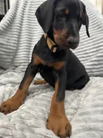 Maribel, a female Doberman Pinscher for sale in Mount Vernon, NY – 6 of 8