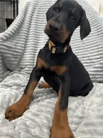 Maribel, a female Doberman Pinscher for sale in Mount Vernon, NY – 4 of 8