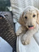 Brute, a male Goldendoodle for sale in Ponte Vedra, FL – Photo 1 of 3