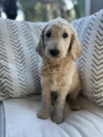 Brute, a male Goldendoodle for sale in Ponte Vedra, FL – Photo 2 of 3