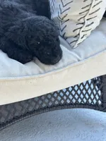 Jack, a male Goldendoodle for sale in Ponte Vedra, FL – Photo 2 of 2