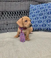Black boy , a male Miniature Dachshund for sale in Mansfield, OH – 2 of 4