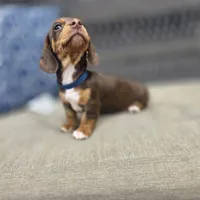 Blue boy, a male Miniature Dachshund for sale in Mansfield, OH – 3 of 4