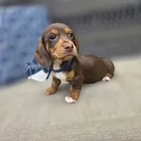 Blue boy, a male Miniature Dachshund for sale in Mansfield, OH – 4 of 4