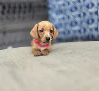Yellow girl , a female Miniature Dachshund for sale in Mansfield, OH – 1 of 3
