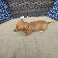 Black boy , a male Miniature Dachshund for sale in Mansfield, OH – 3 of 4