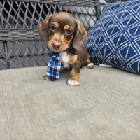 Blue boy, a male Miniature Dachshund for sale in Mansfield, OH – 2 of 4