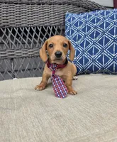 Black boy , a male Miniature Dachshund for sale in Mansfield, OH – 4 of 4