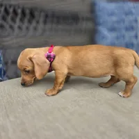 Yellow girl , a female Miniature Dachshund for sale in Mansfield, OH – 3 of 3
