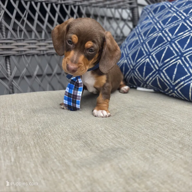 Blue boy – Miniature Dachshund puppy for sale in Mansfield, OH