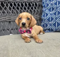 Yellow girl , a female Miniature Dachshund for sale in Mansfield, OH – 2 of 3
