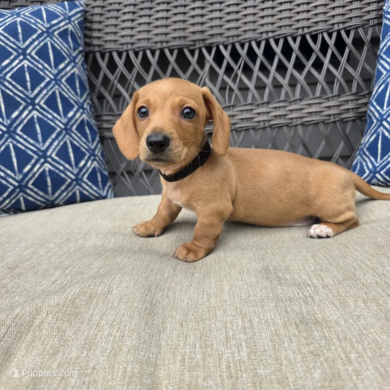 Black boy  – Miniature Dachshund puppy for sale in Mansfield, OH